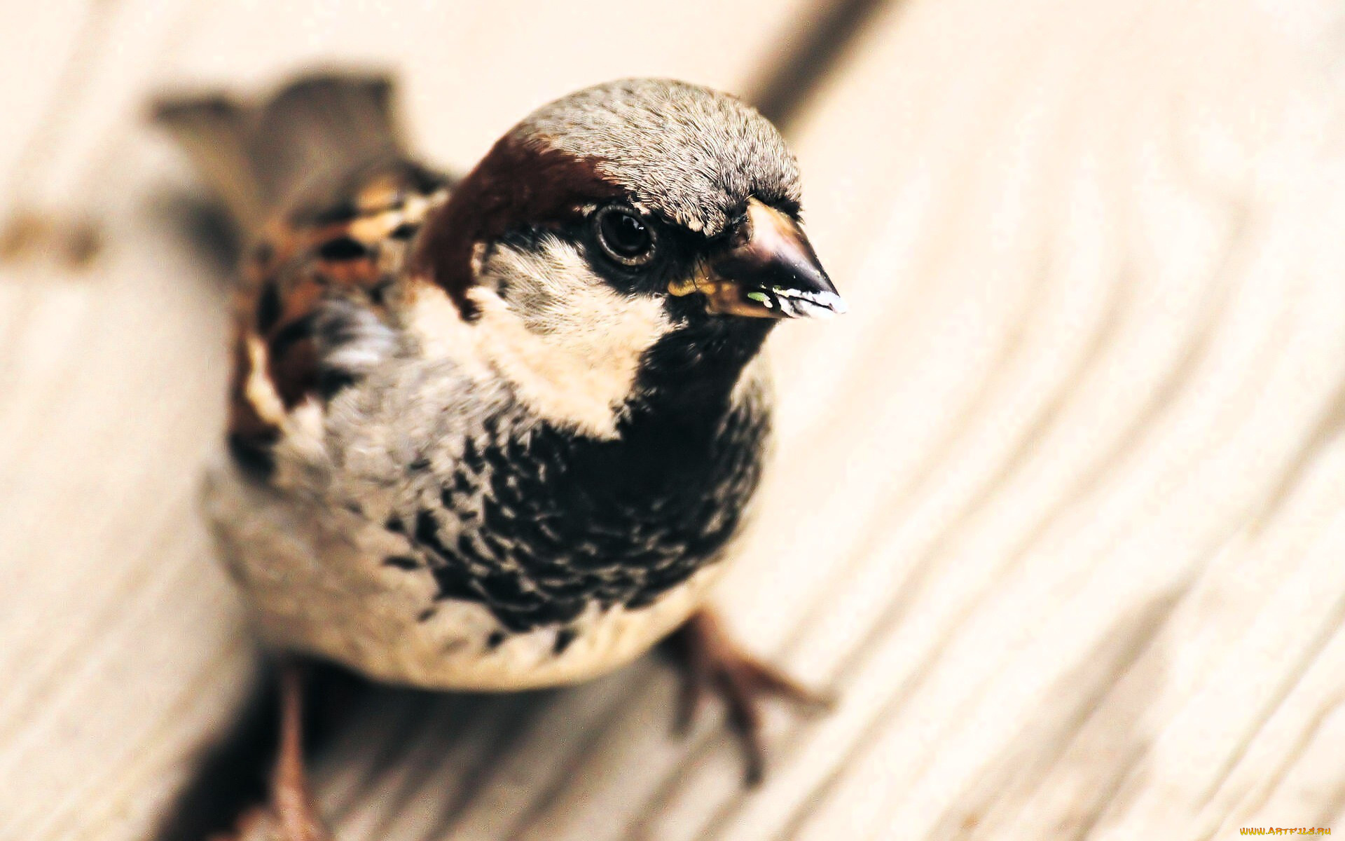 животные, воробьи, воробей, птица
