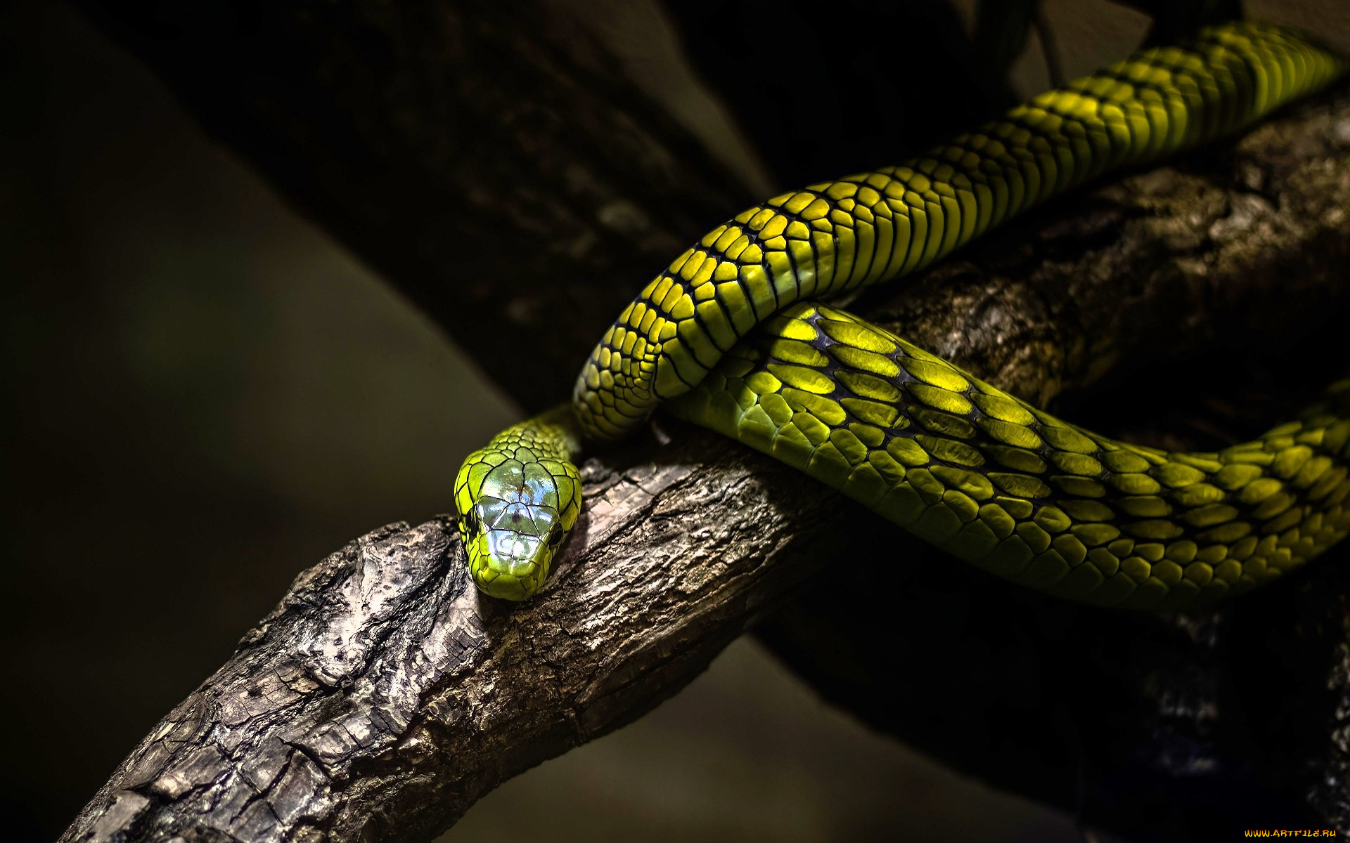 животные, змеи, , питоны, , кобры, змея, зеленая, ветка