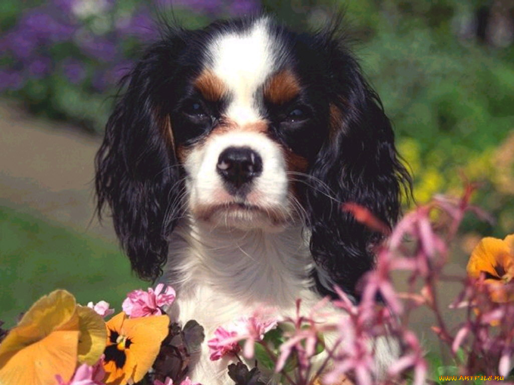 голосуйте, за, меня, животные, собаки