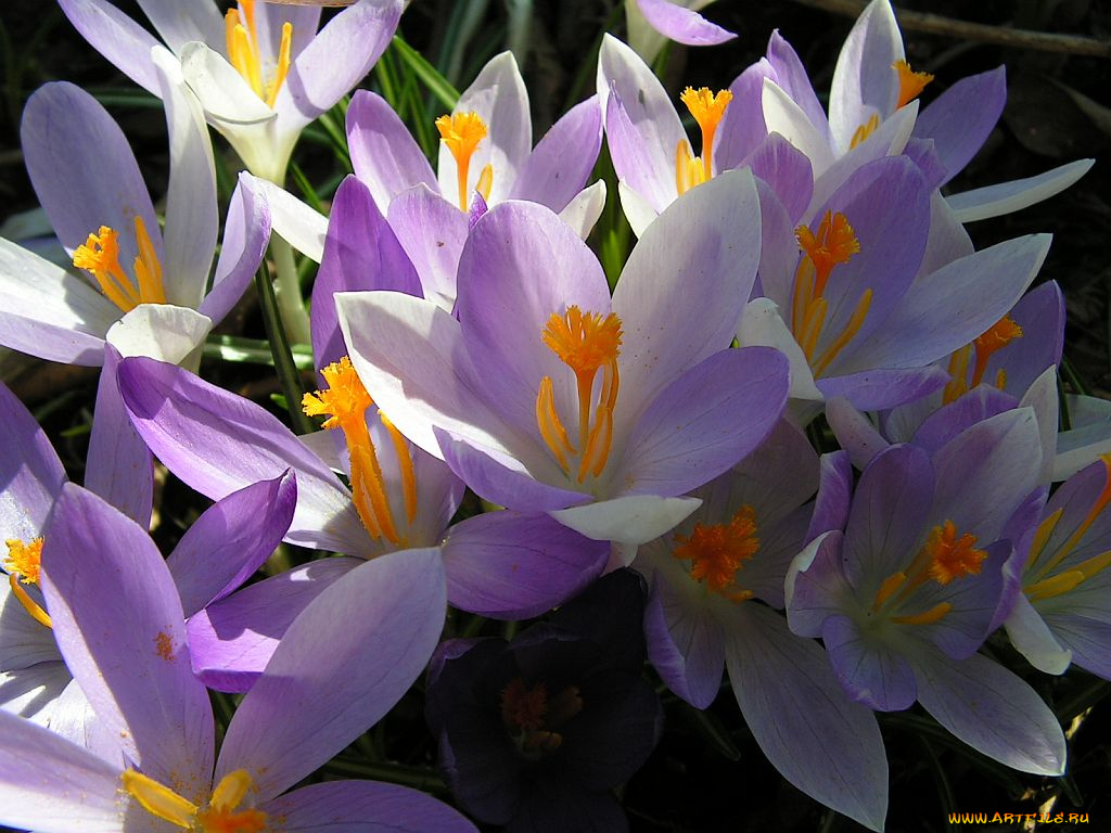 цветы, крокусы