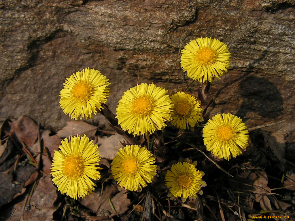 цветы, луговые, полевые