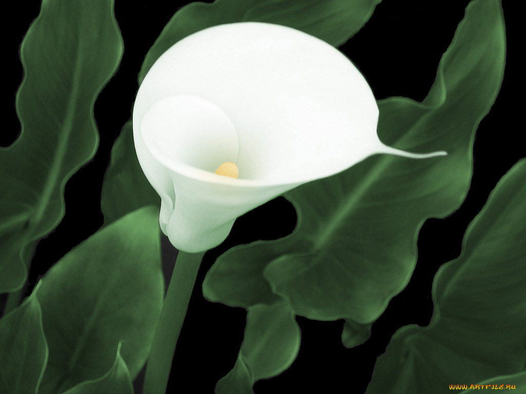 the, flower, цветы, каллы