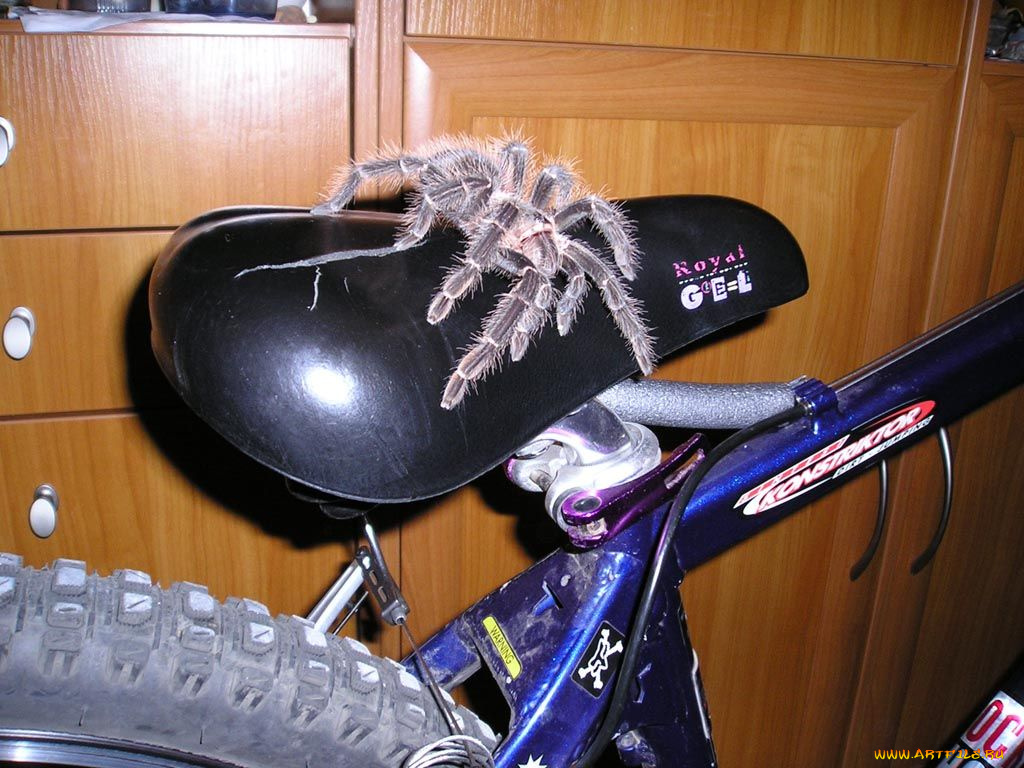 животные, пауки