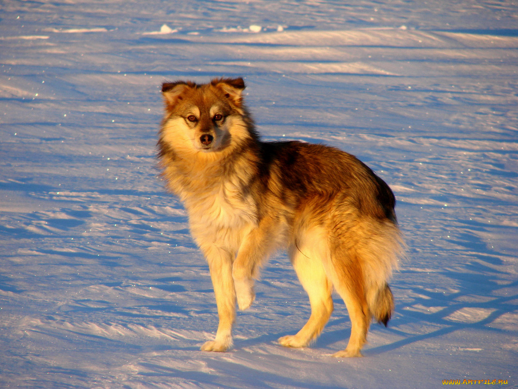 похож, на, волка, животные, собаки