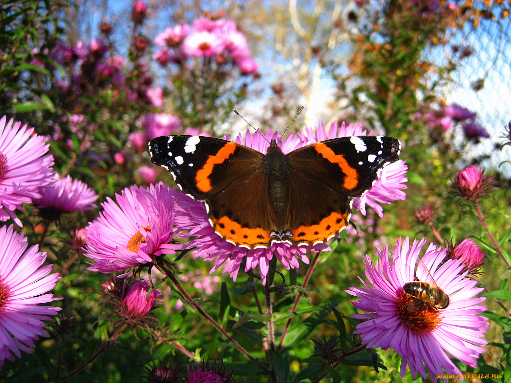 животные, бабочки