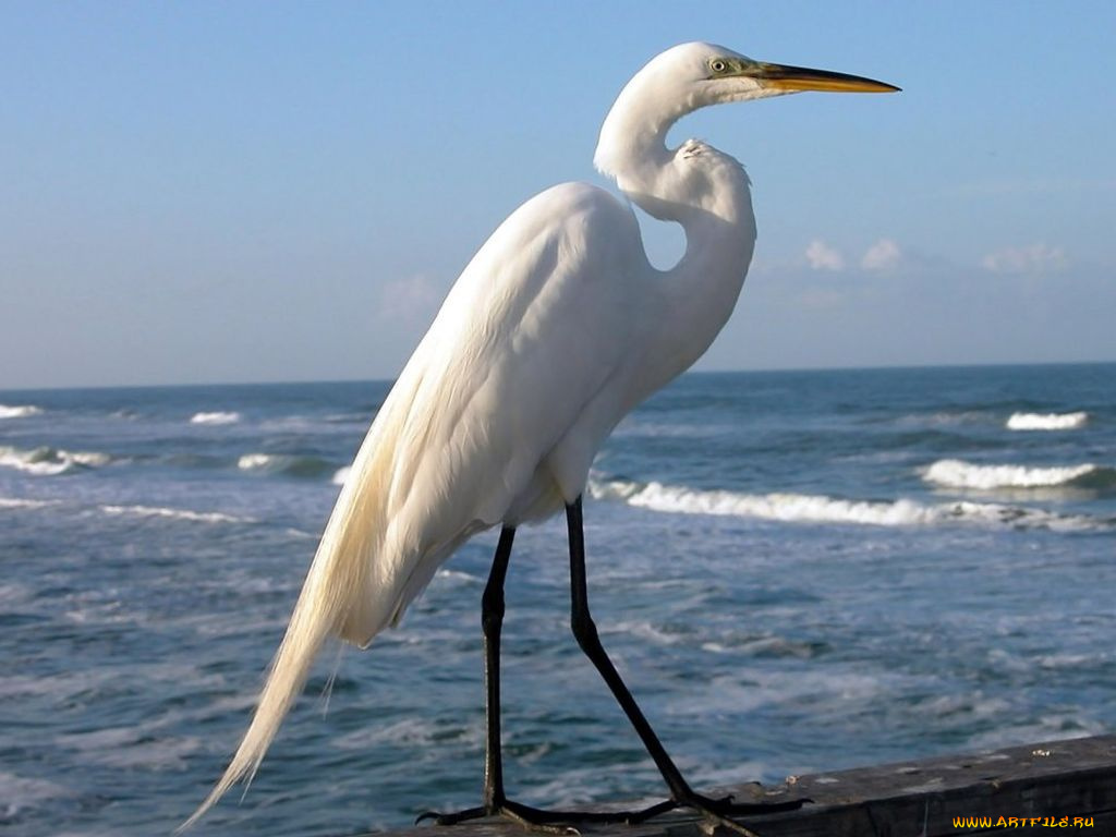 животные, цапли