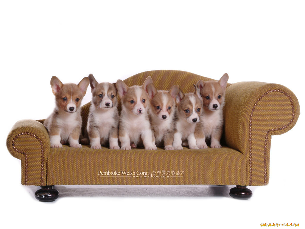 животные, собаки