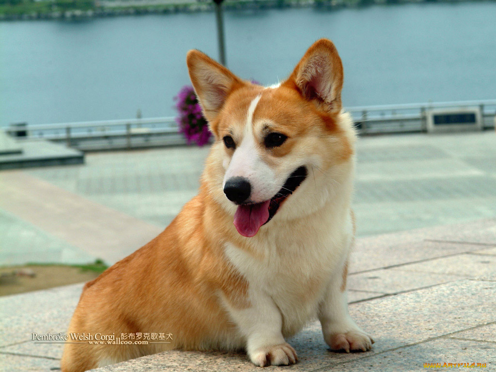 животные, собаки