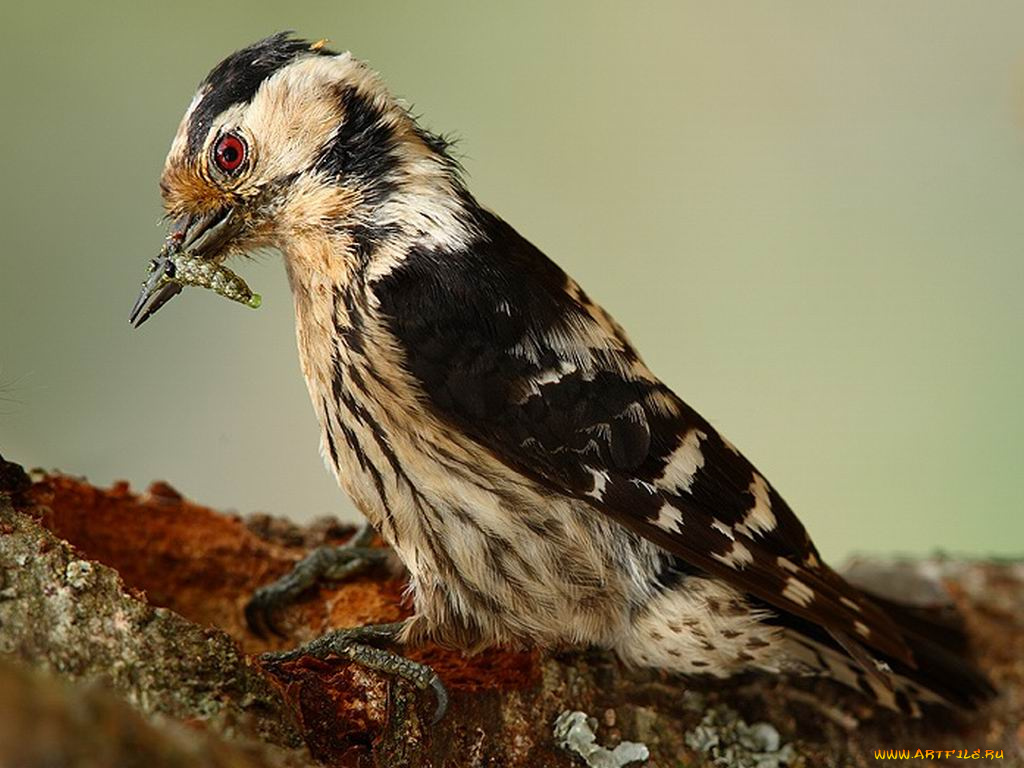 животные, дятлы