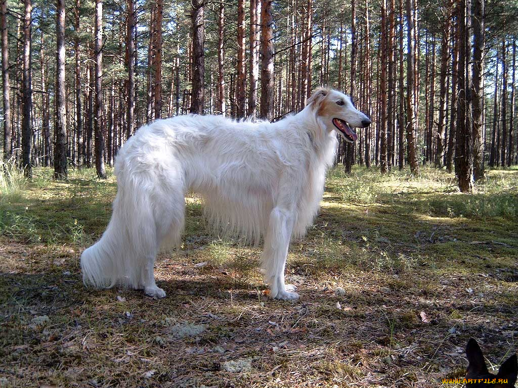 животные, собаки