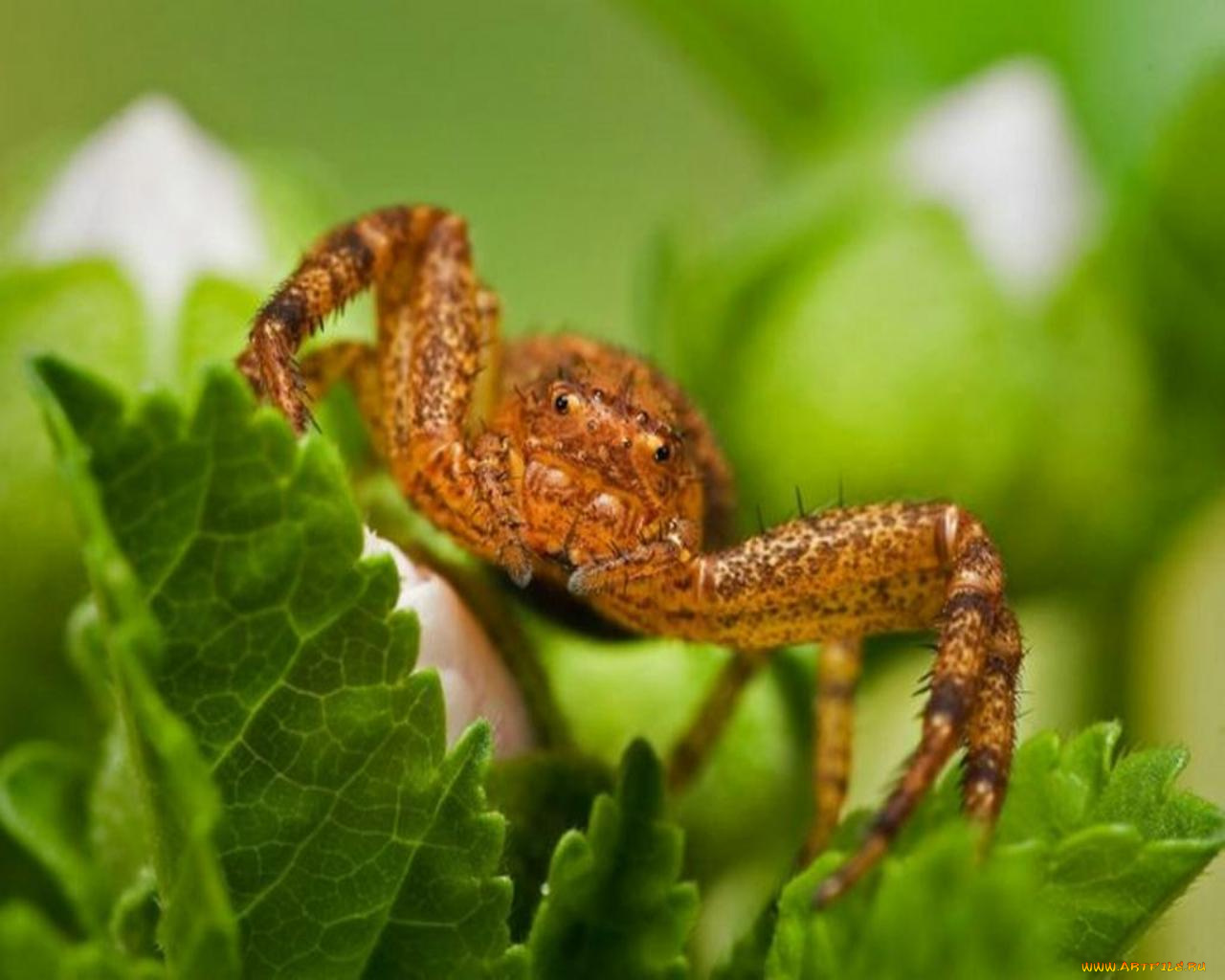 животные, пауки