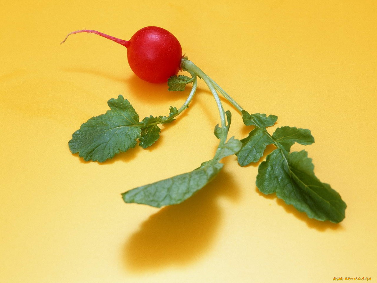 еда, редис, репа, редька