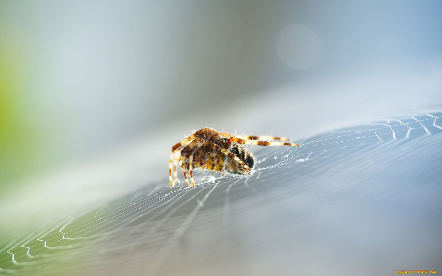 животные, пауки