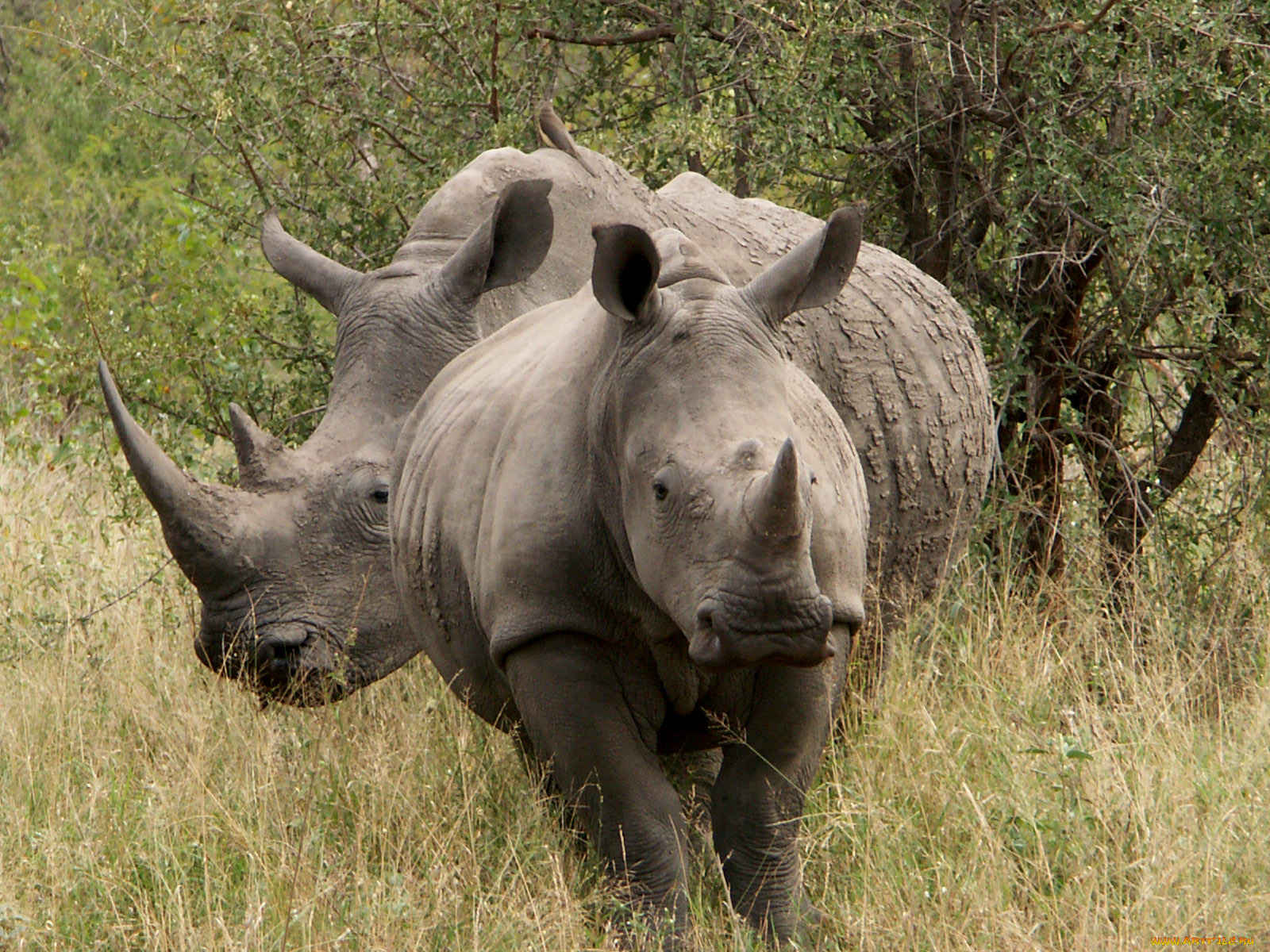 животные, носороги