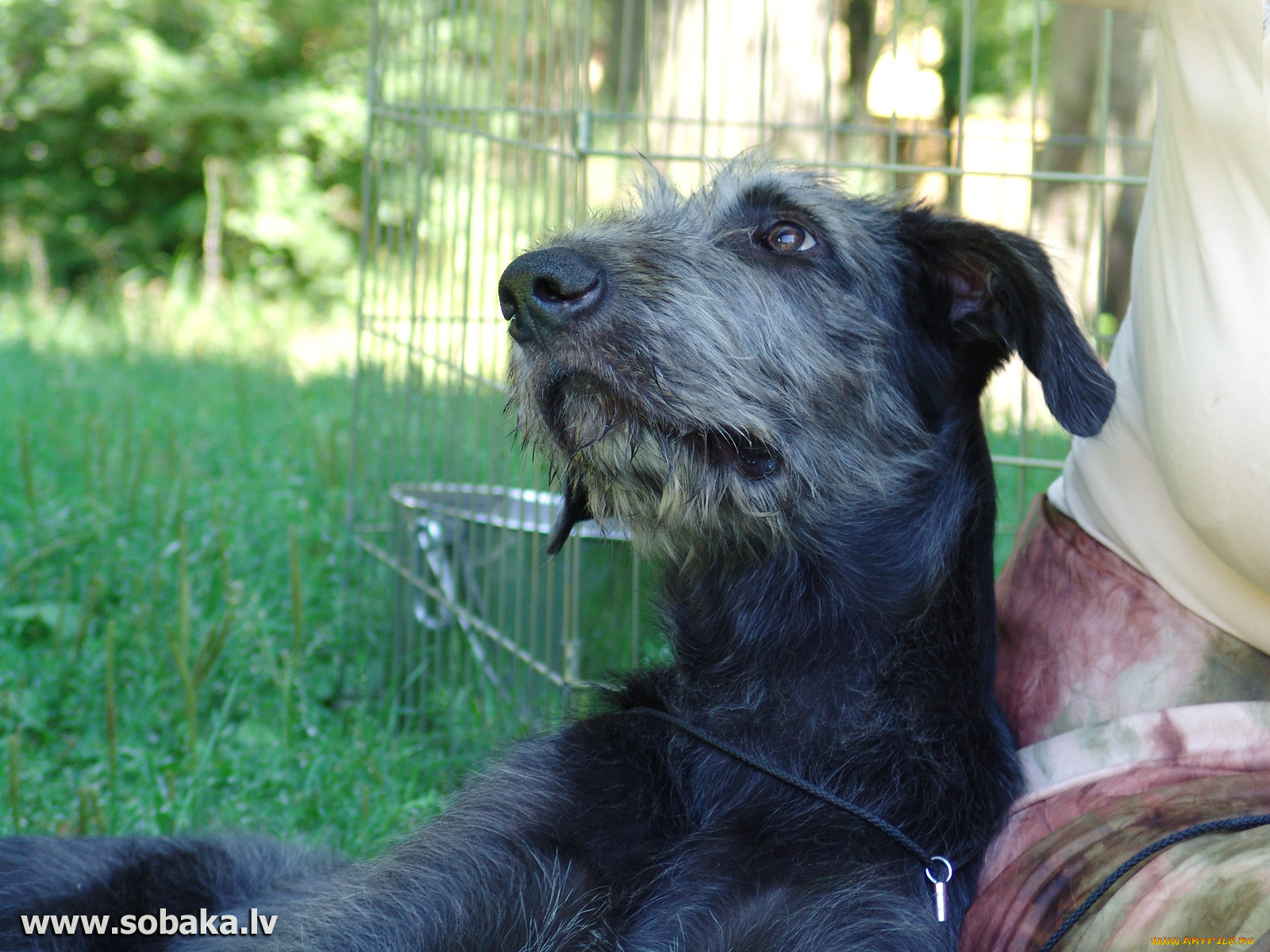 животные, собаки