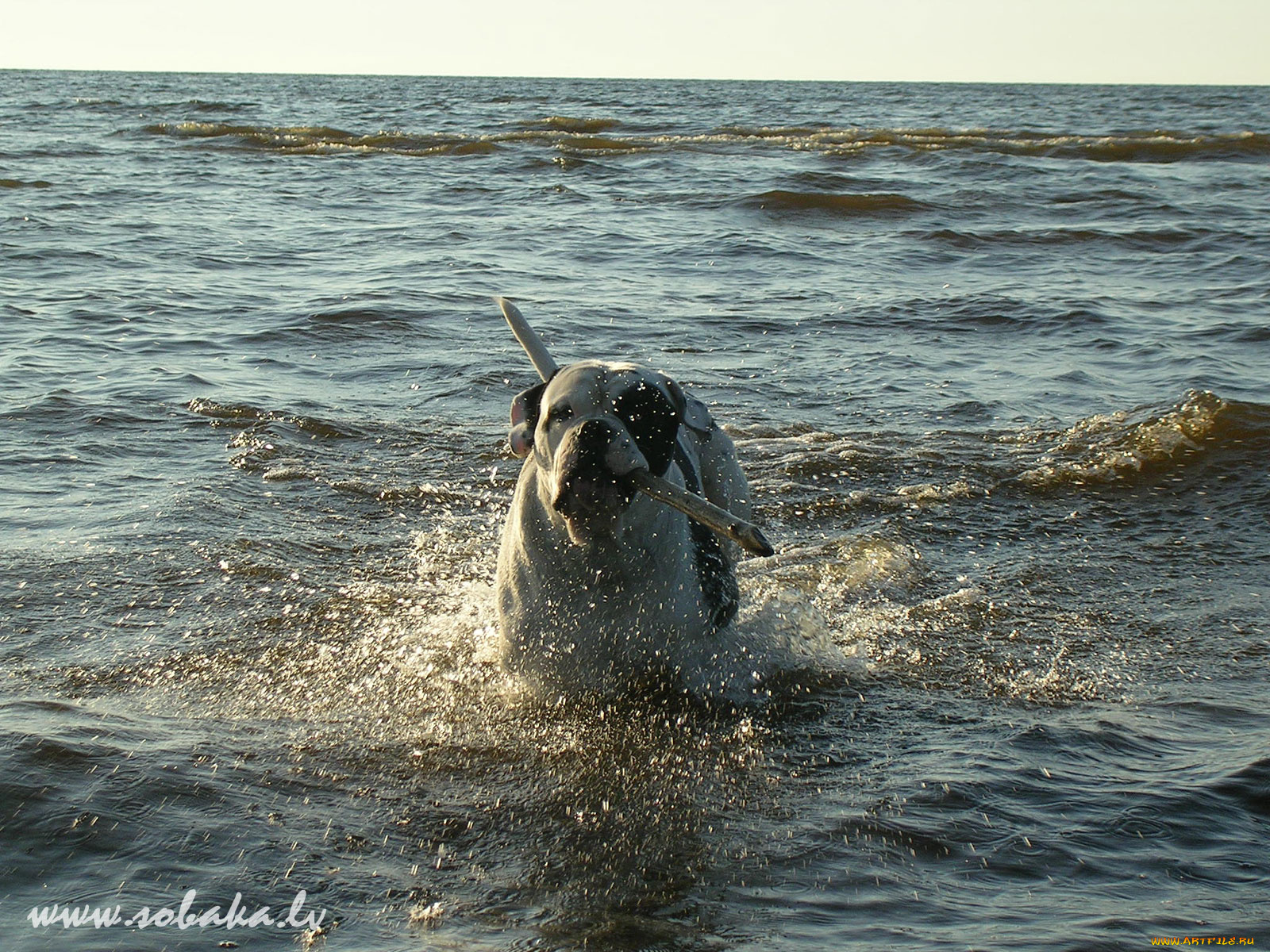 животные, собаки