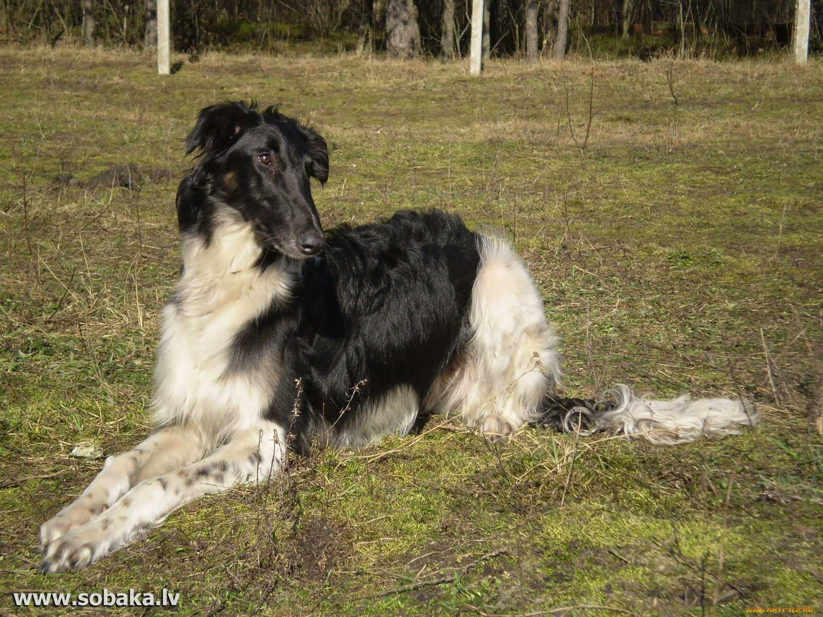 животные, собаки