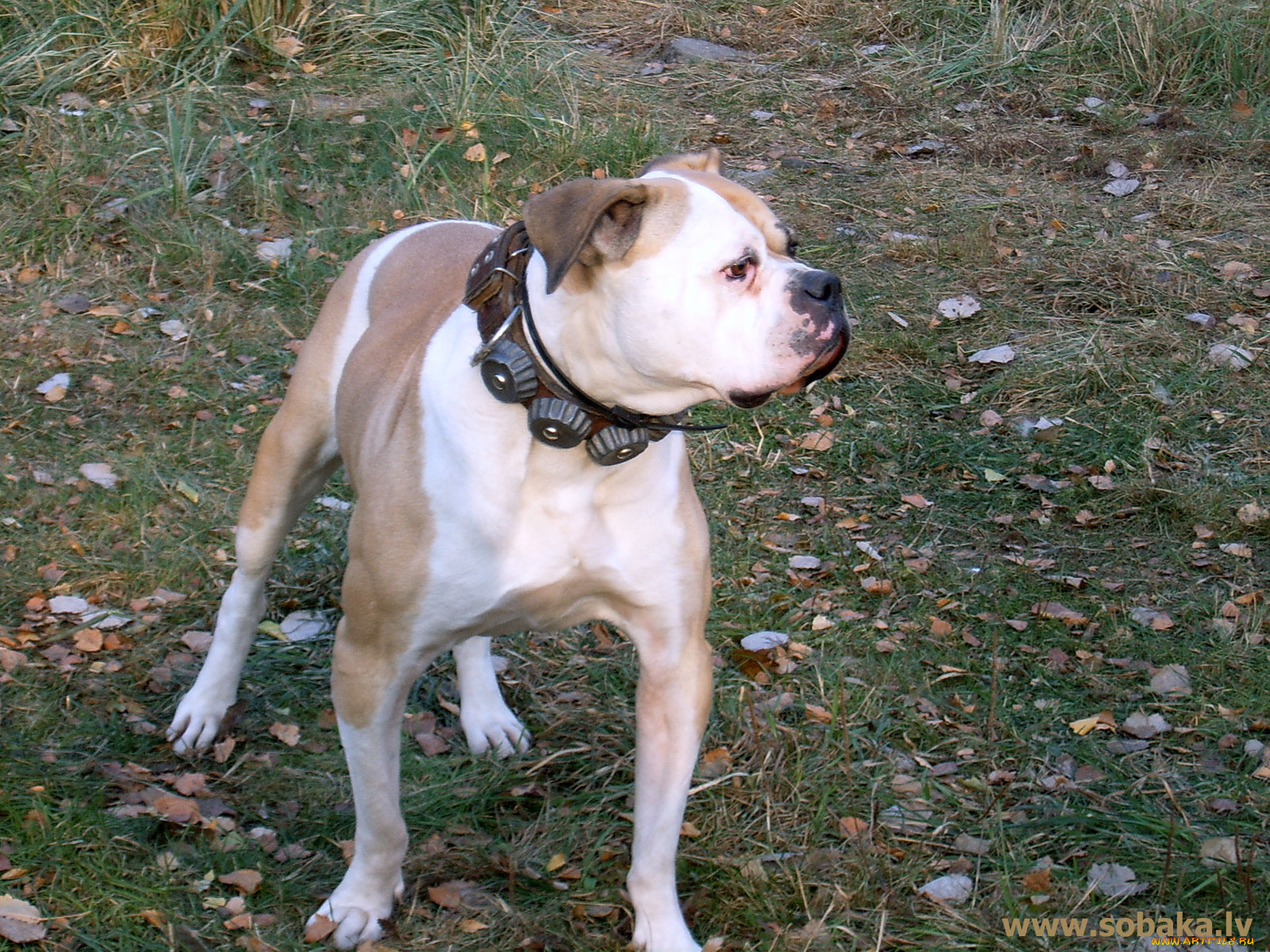 животные, собаки