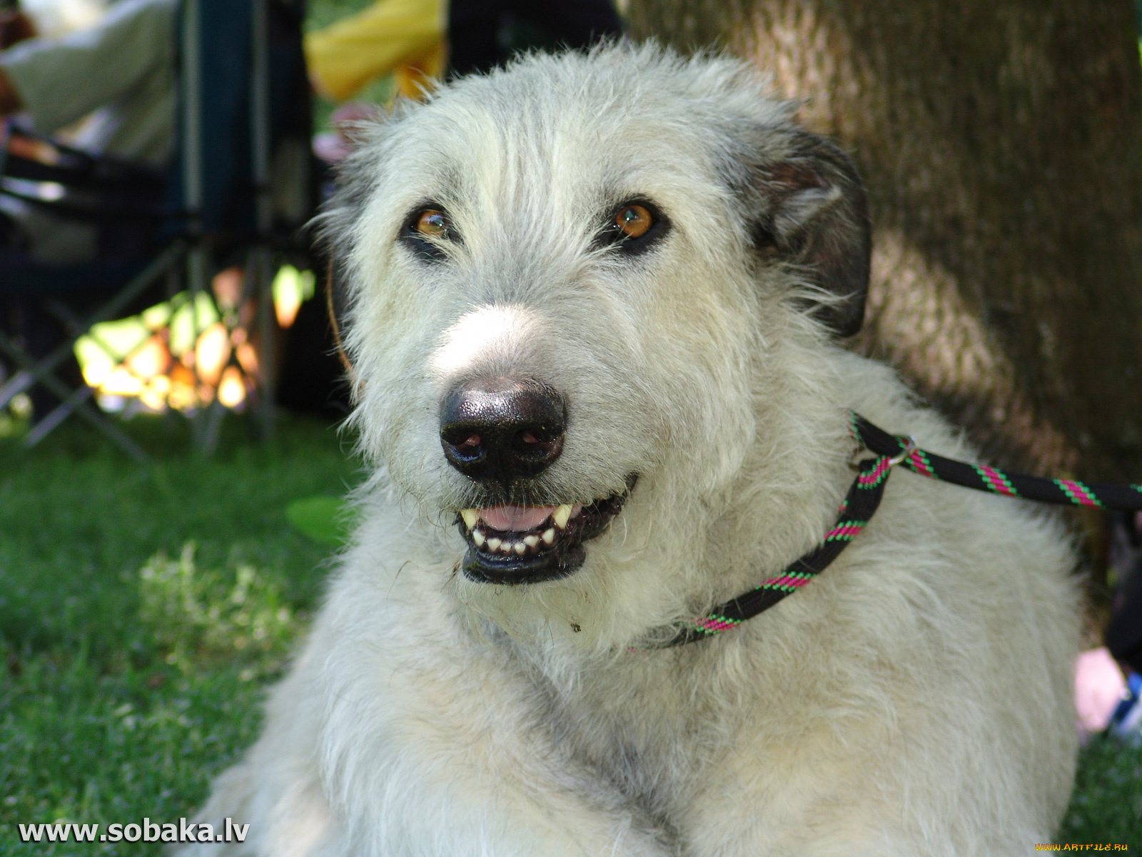 животные, собаки