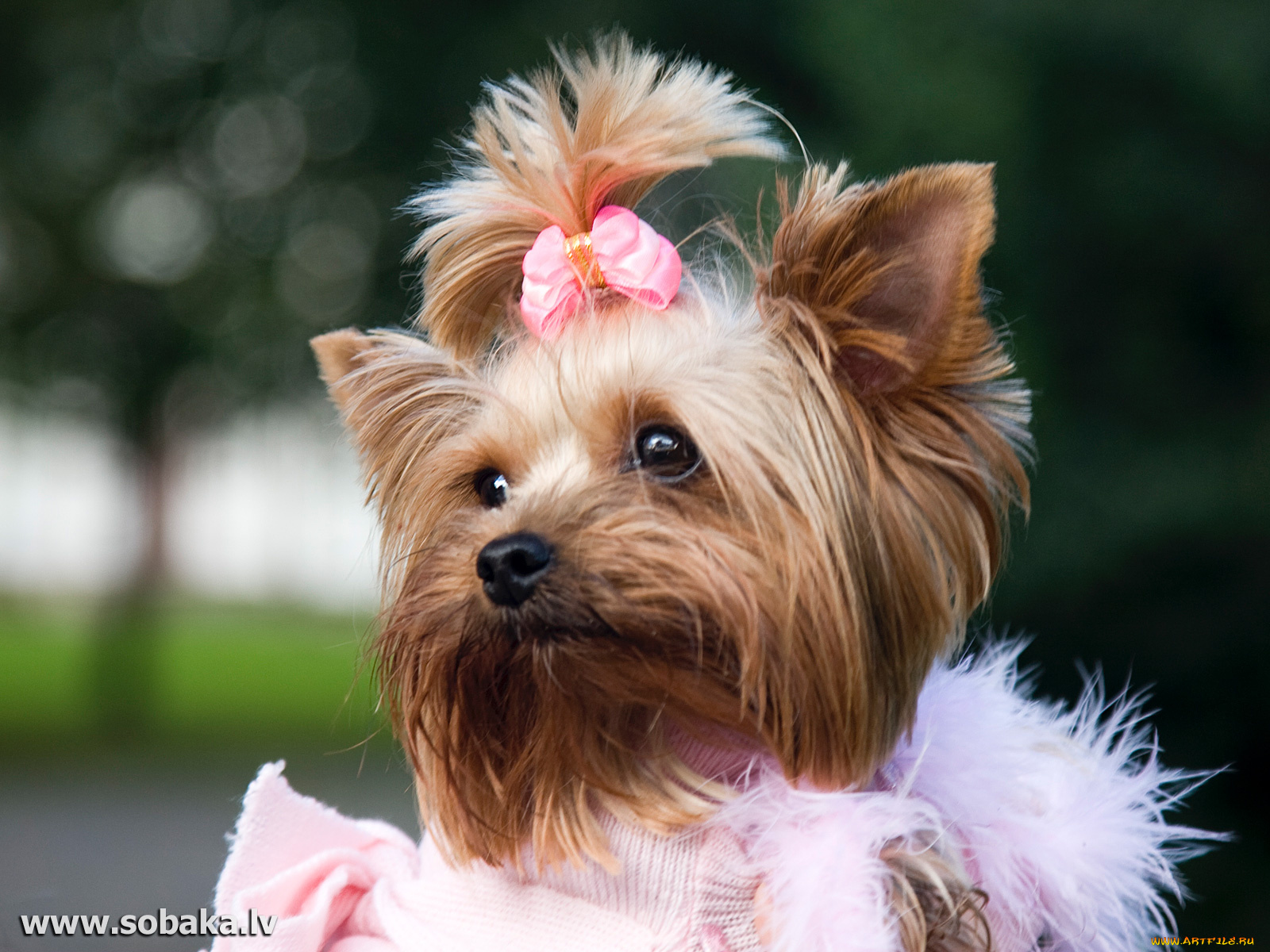 животные, собаки