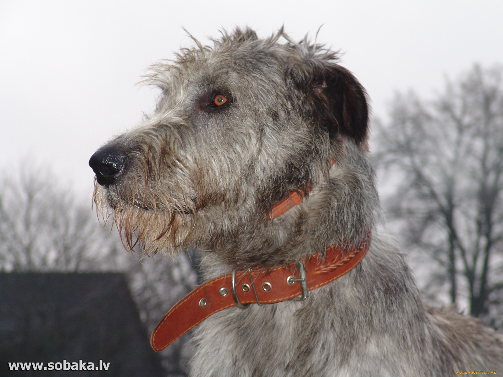 животные, собаки