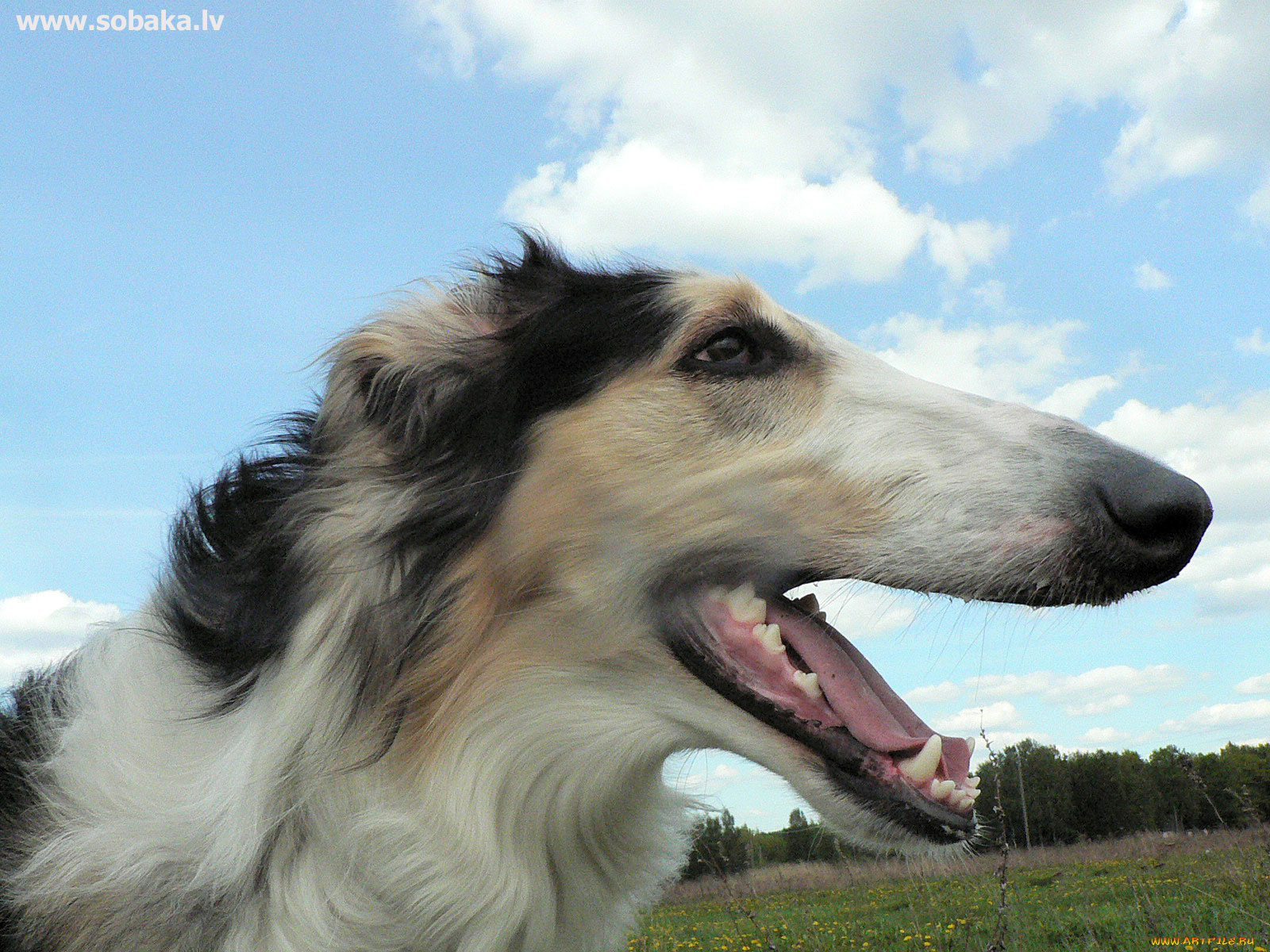 животные, собаки