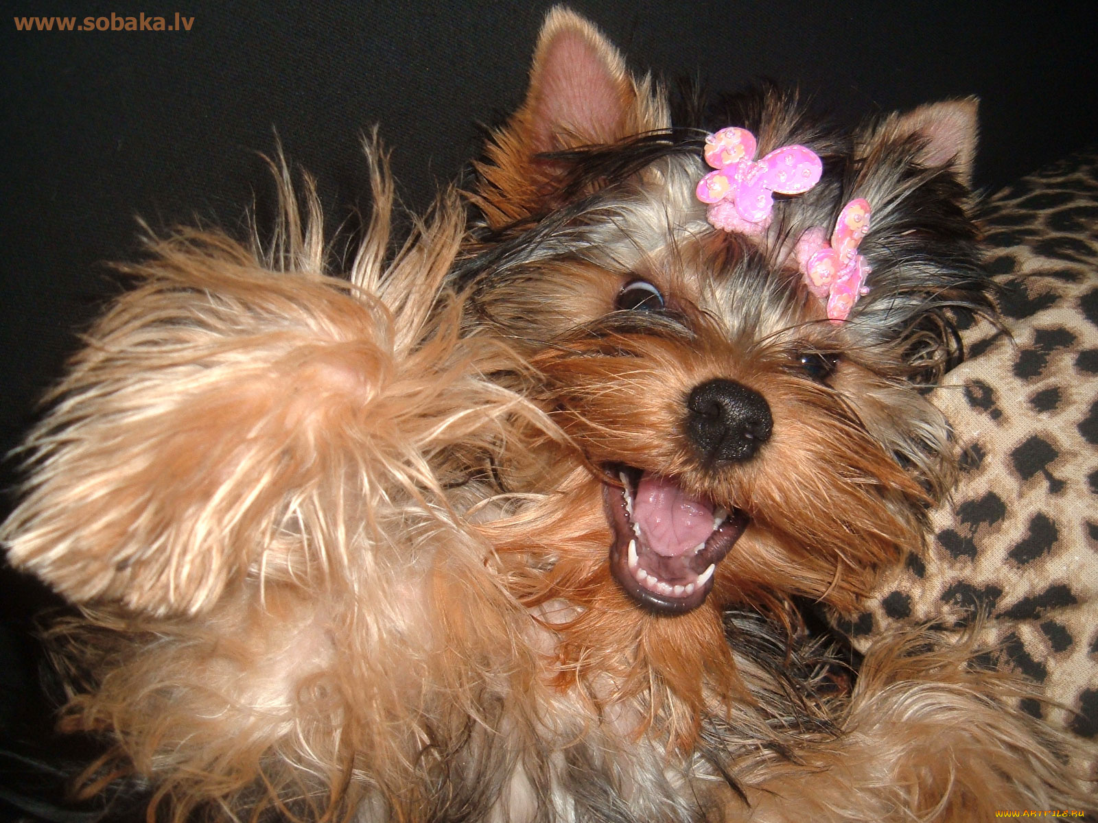 животные, собаки