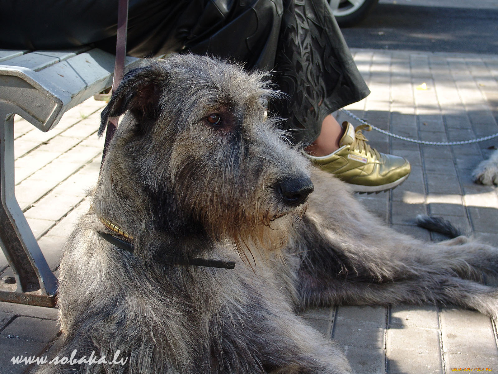 животные, собаки