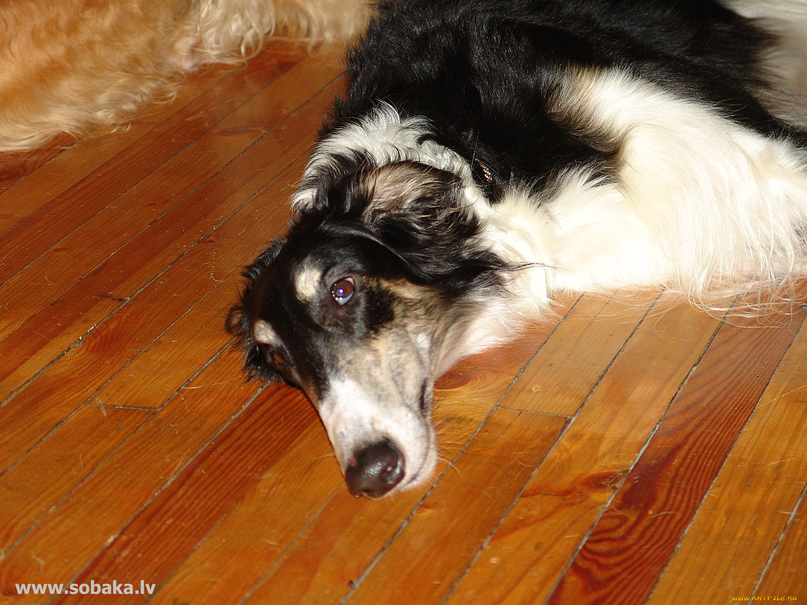 животные, собаки