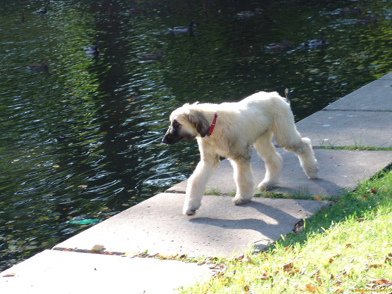 животные, собаки