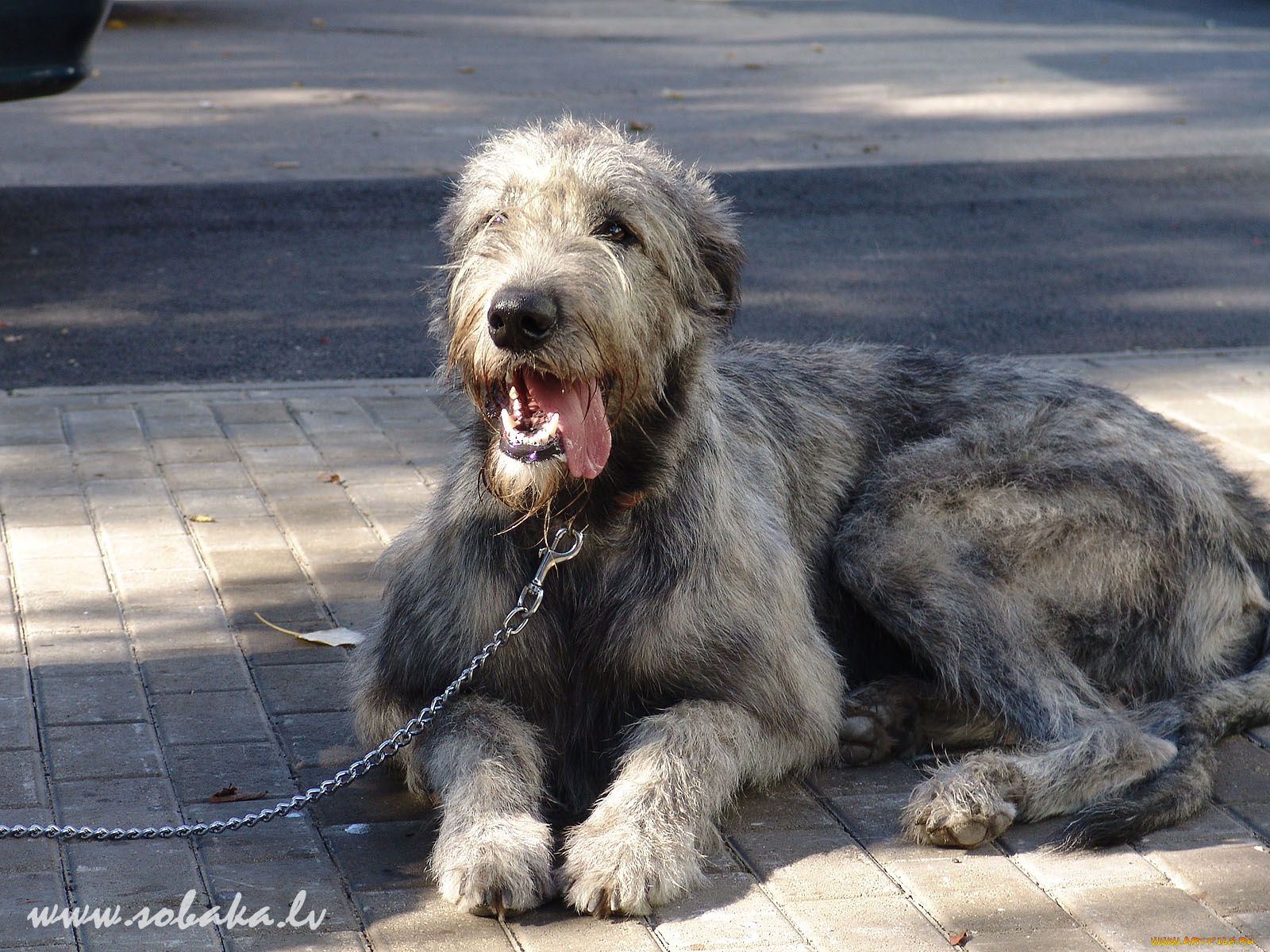 животные, собаки