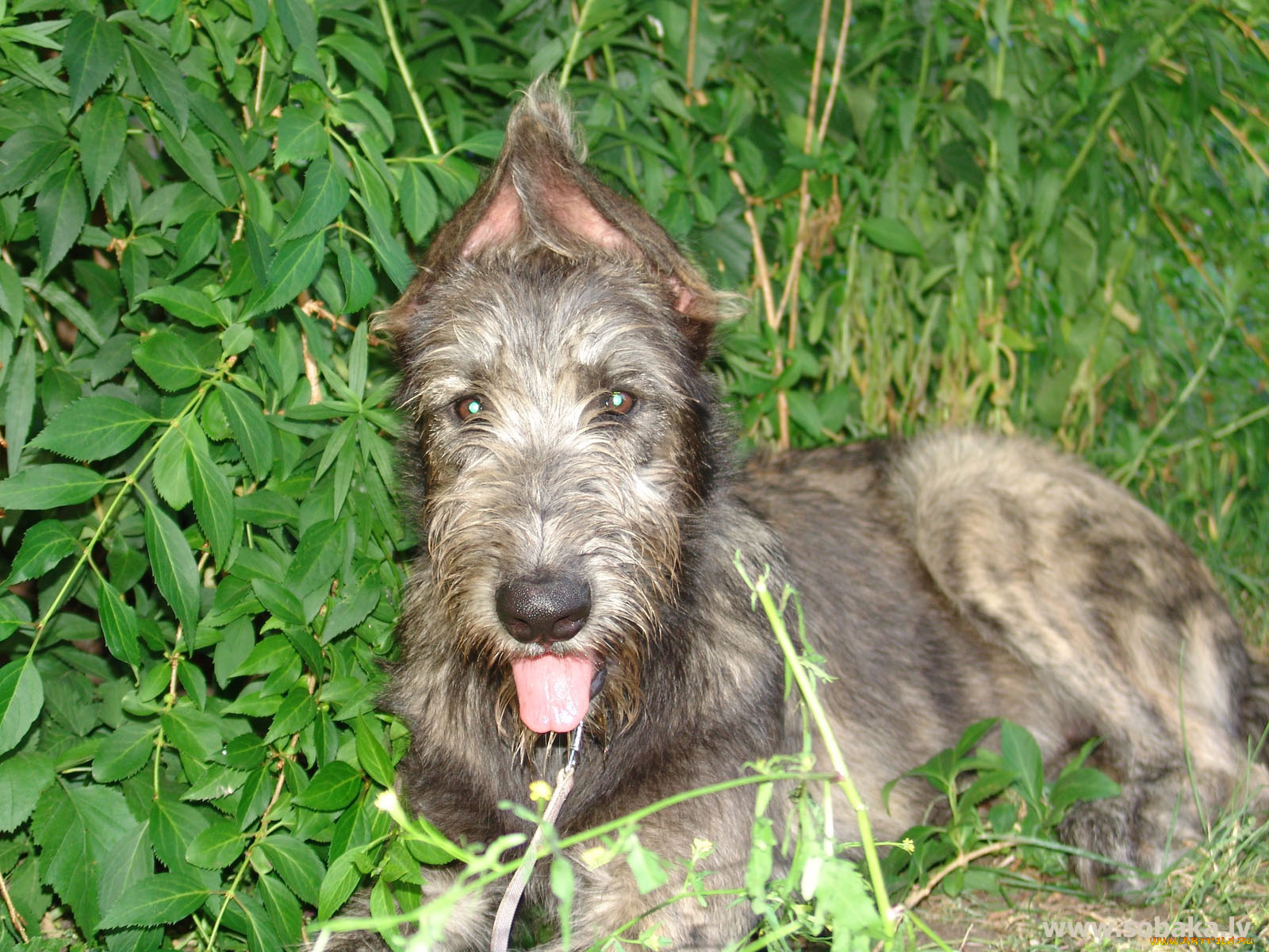 животные, собаки