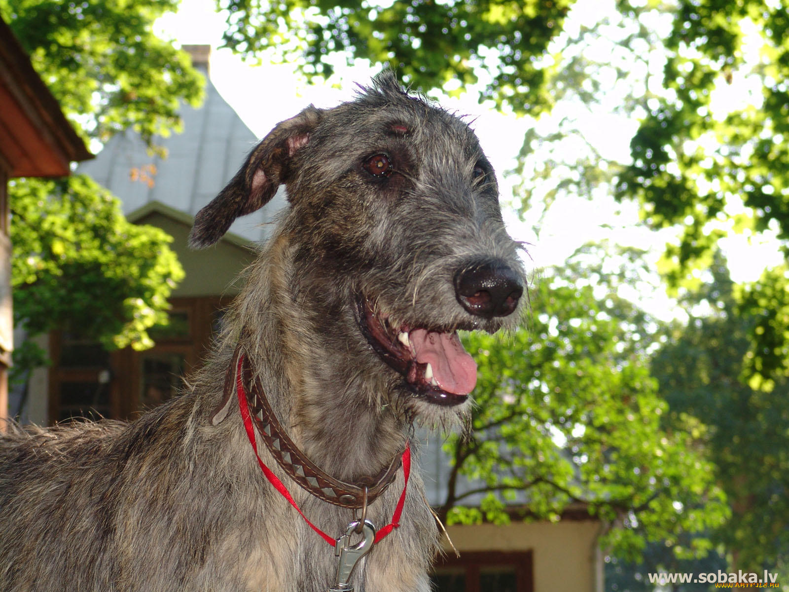 животные, собаки