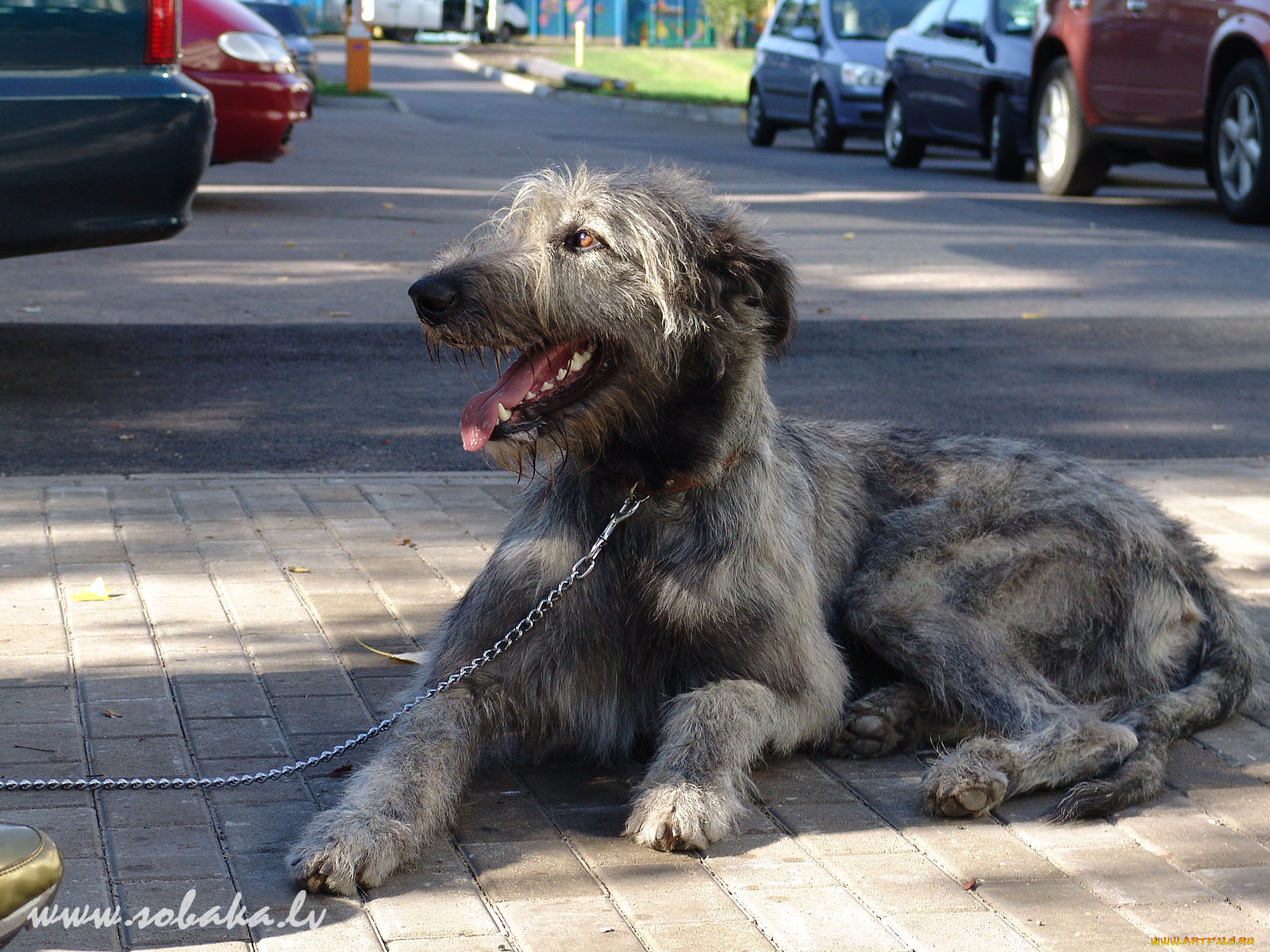 животные, собаки