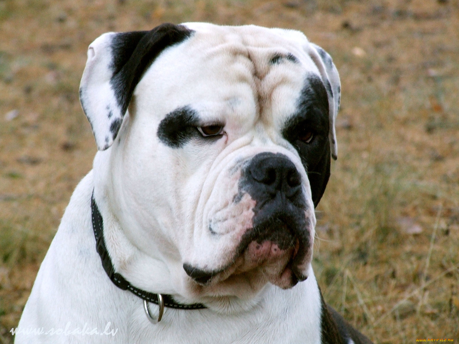 животные, собаки