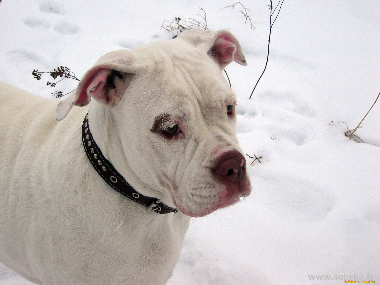 животные, собаки