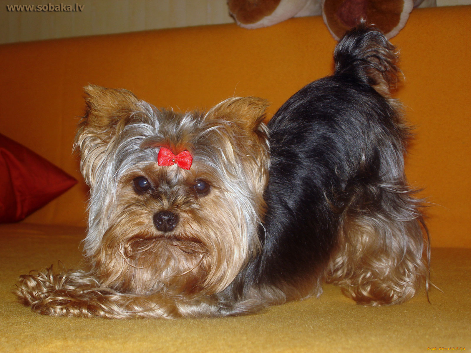 животные, собаки