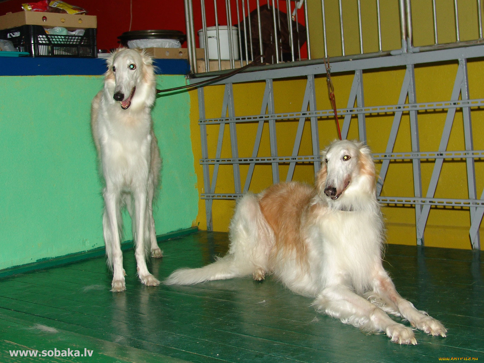 животные, собаки