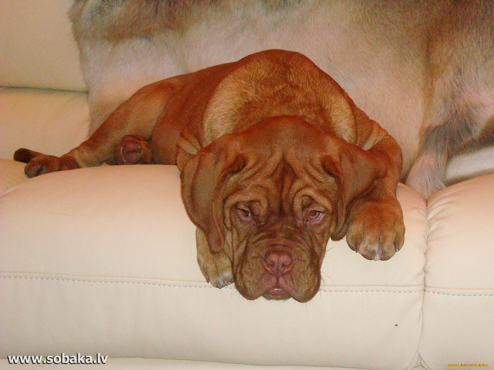 животные, собаки