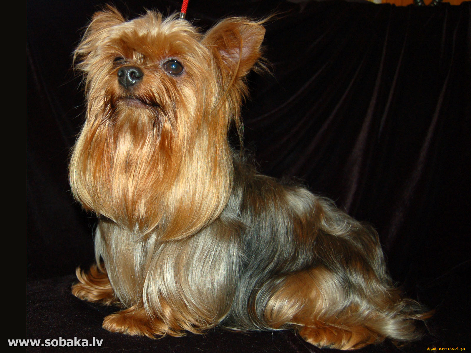 животные, собаки