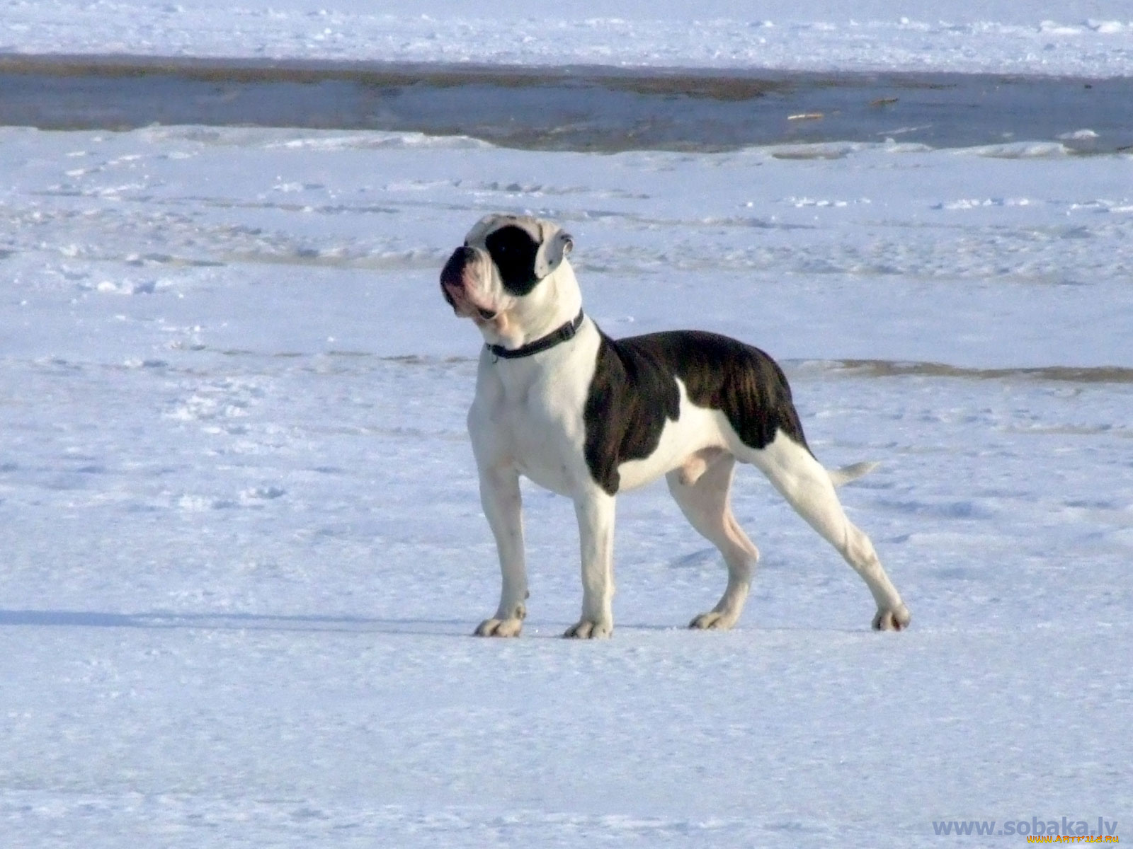животные, собаки
