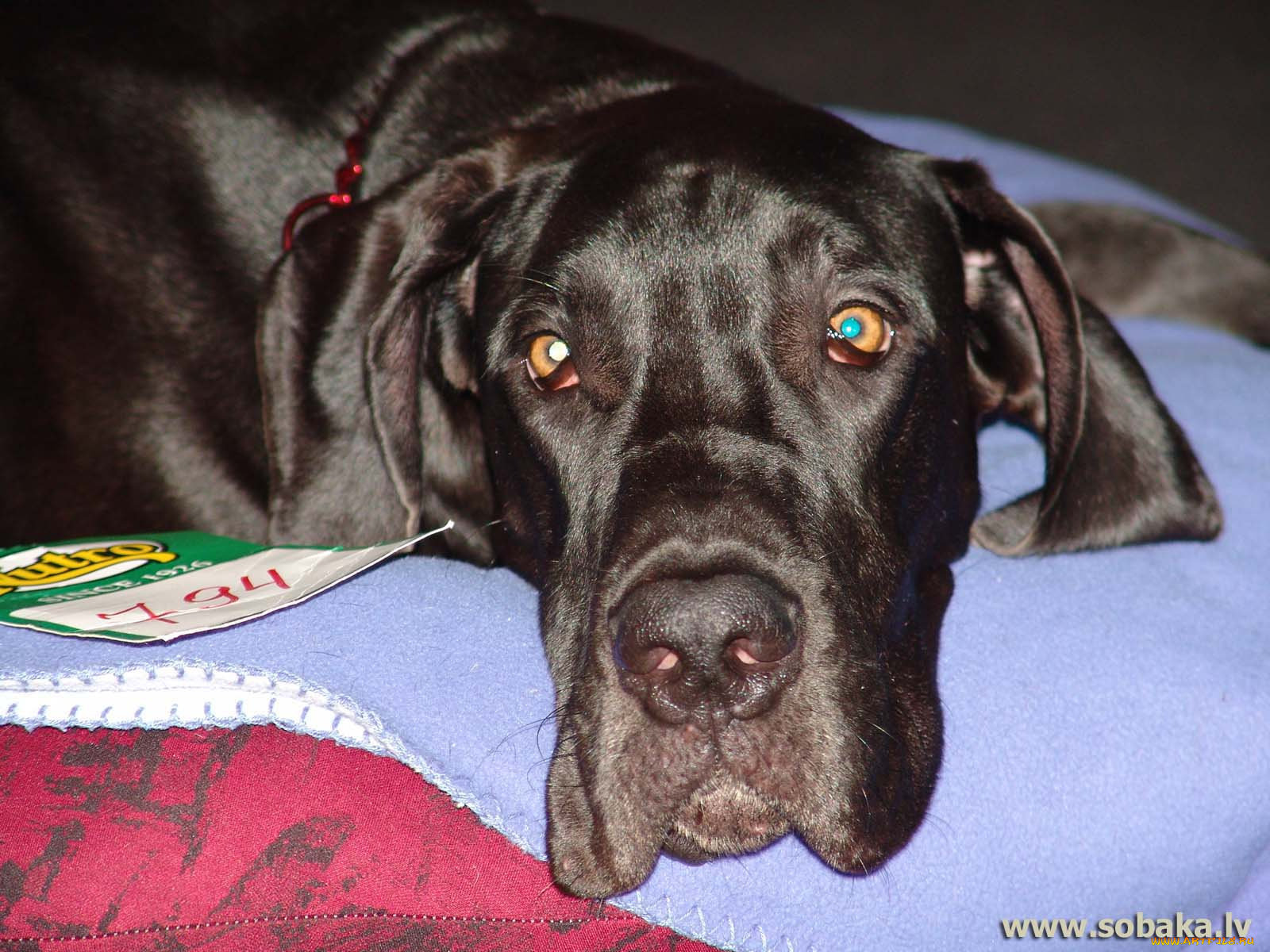 животные, собаки