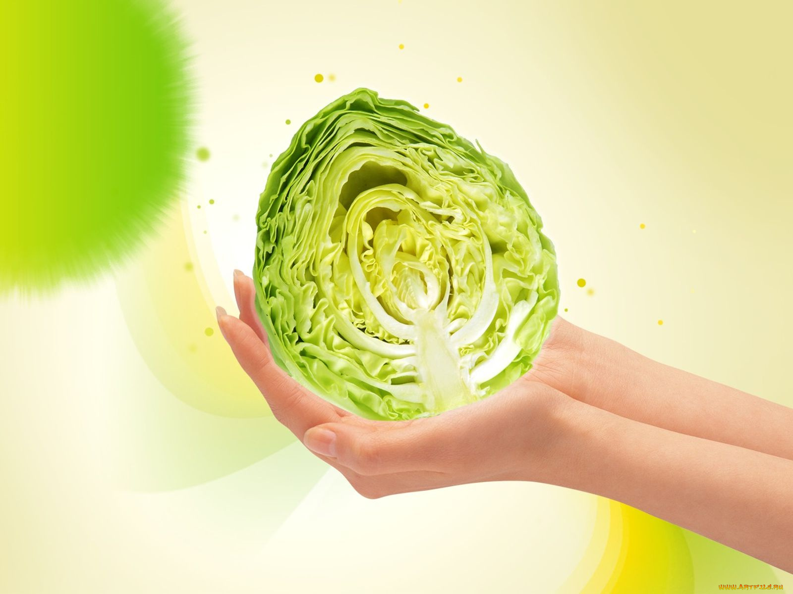 еда, капуста, её, разновидности