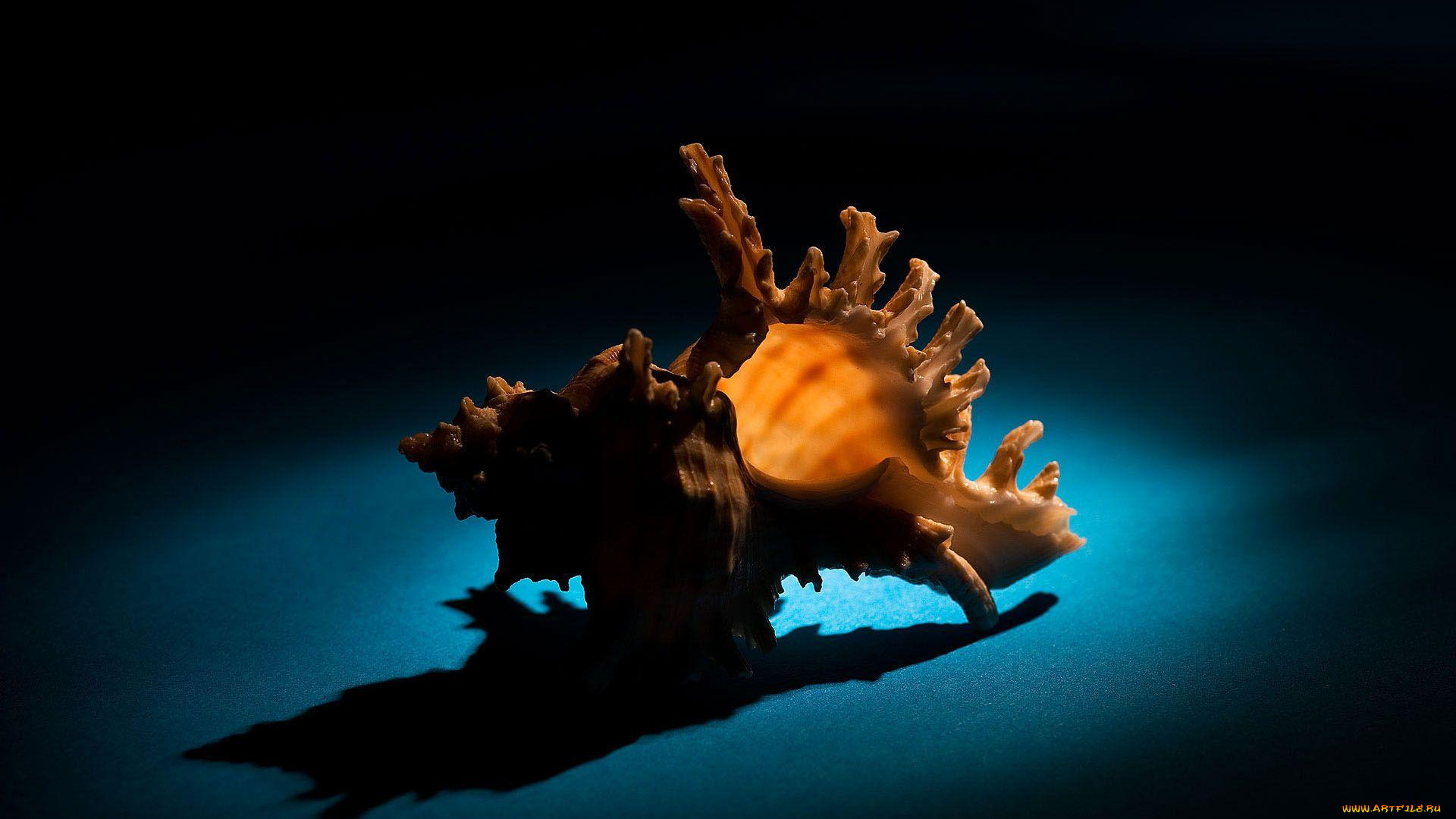 разное, ракушки, кораллы, декоративные, spa, камни