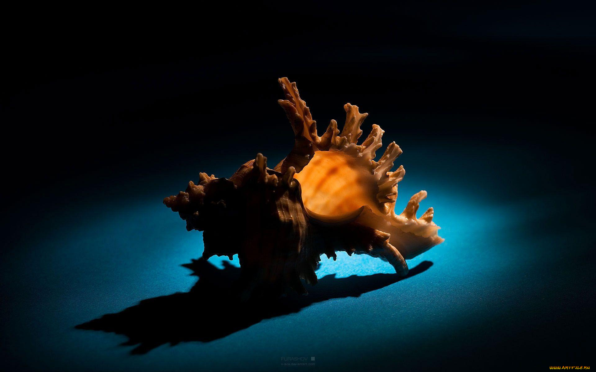 разное, ракушки, кораллы, декоративные, spa, камни