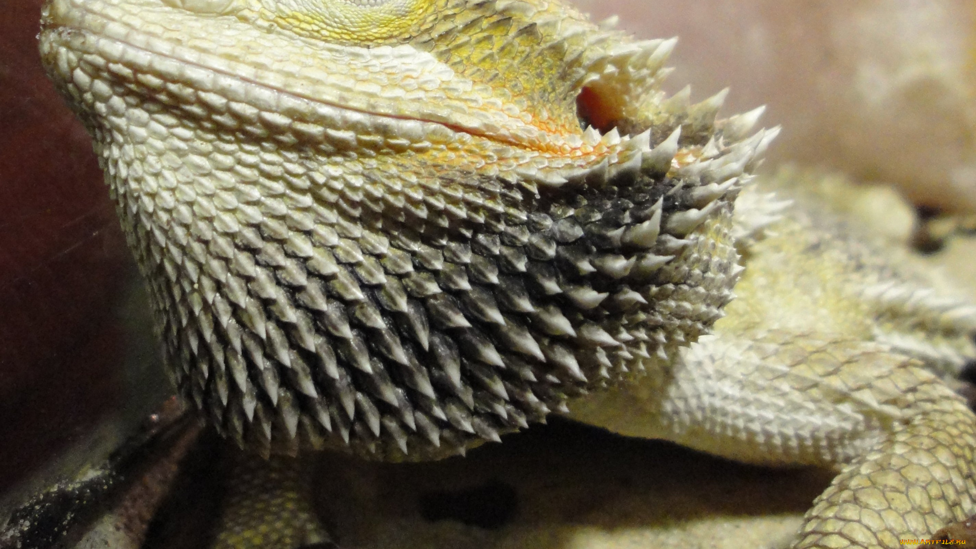 животные, Ящерицы, игуаны, вараны