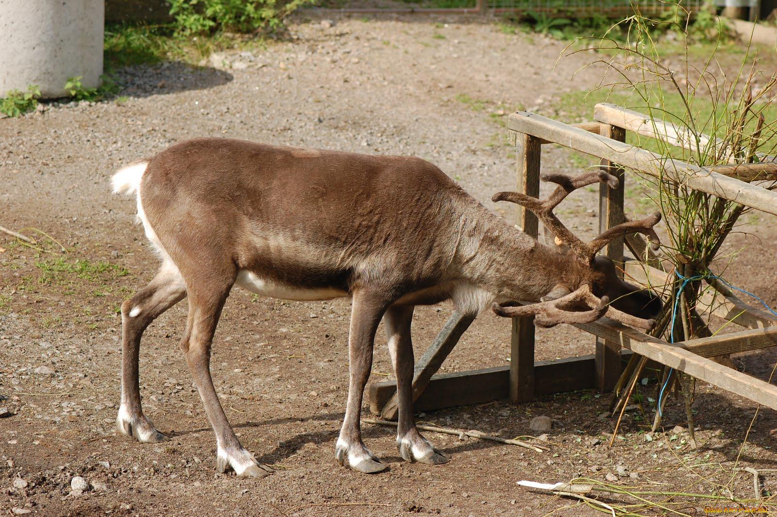 животные, олени, олень