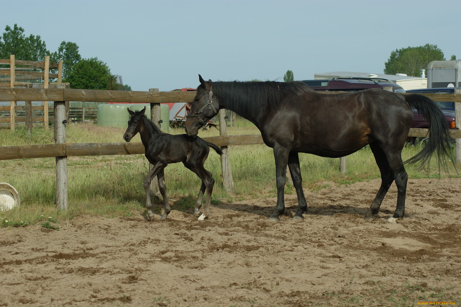 животные, лошади, лошадь