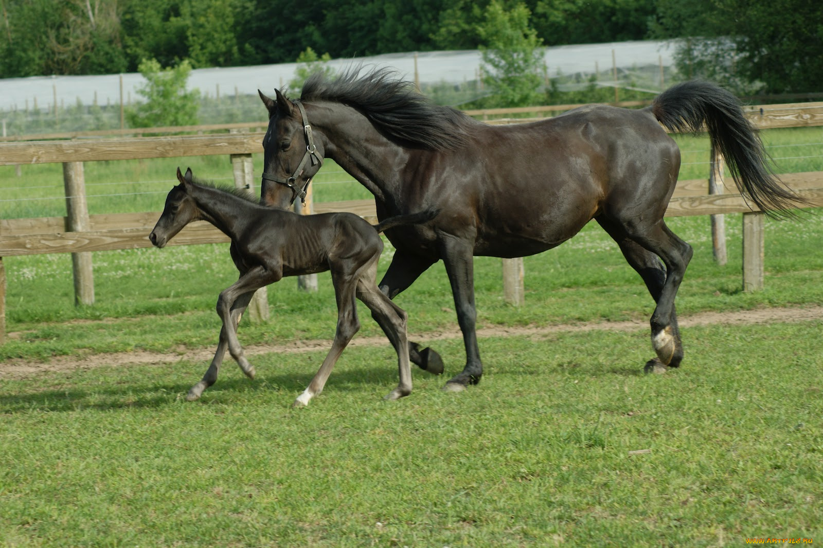 животные, лошади, лошадь