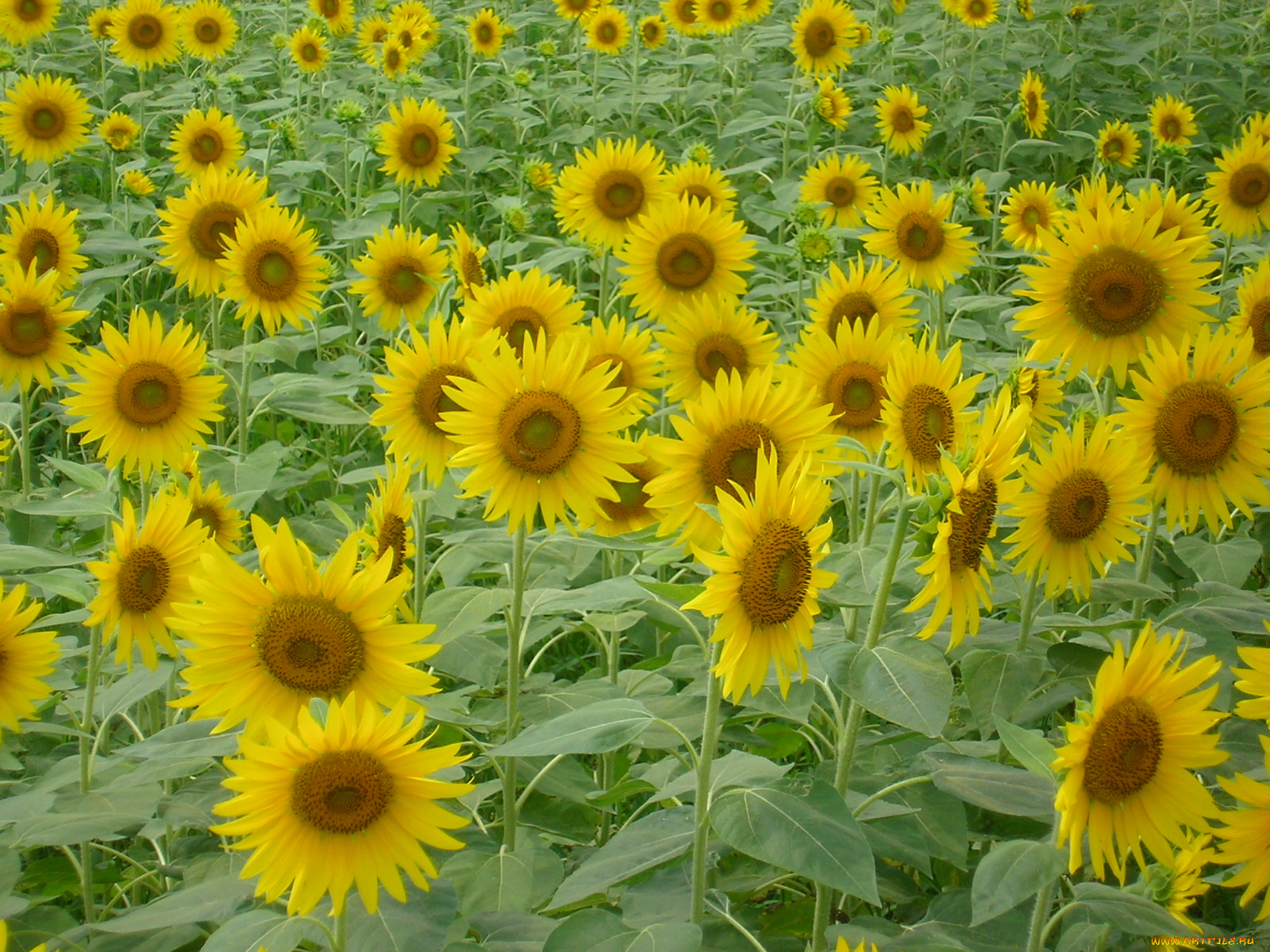 цветы, подсолнухи